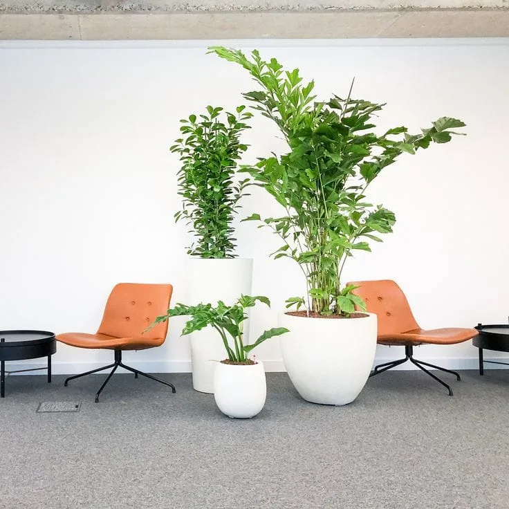 Zonă de relaxare cu plante în ghivece albe și fotolii