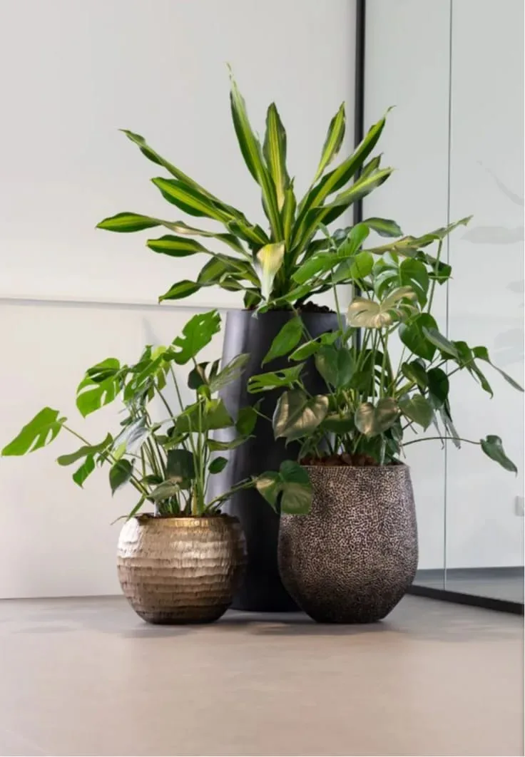 Dracaena și monstera în ghivece decorative, lângă un perete de sticlă