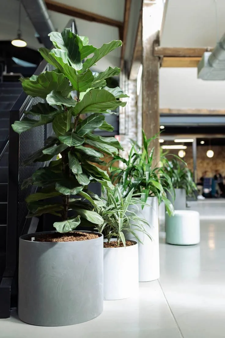 Ficus lyrata și dracaena în ghivece albe, într-un spațiu industrial