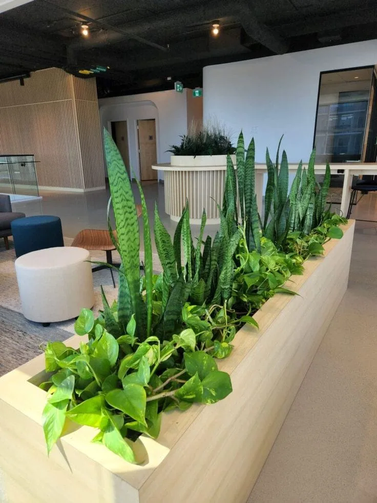 Instalarea plantelor