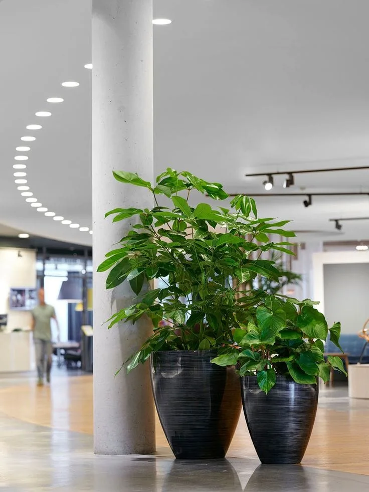 Plante mari în ghivece închise, în lobby-ul unei clădiri de birouri din București