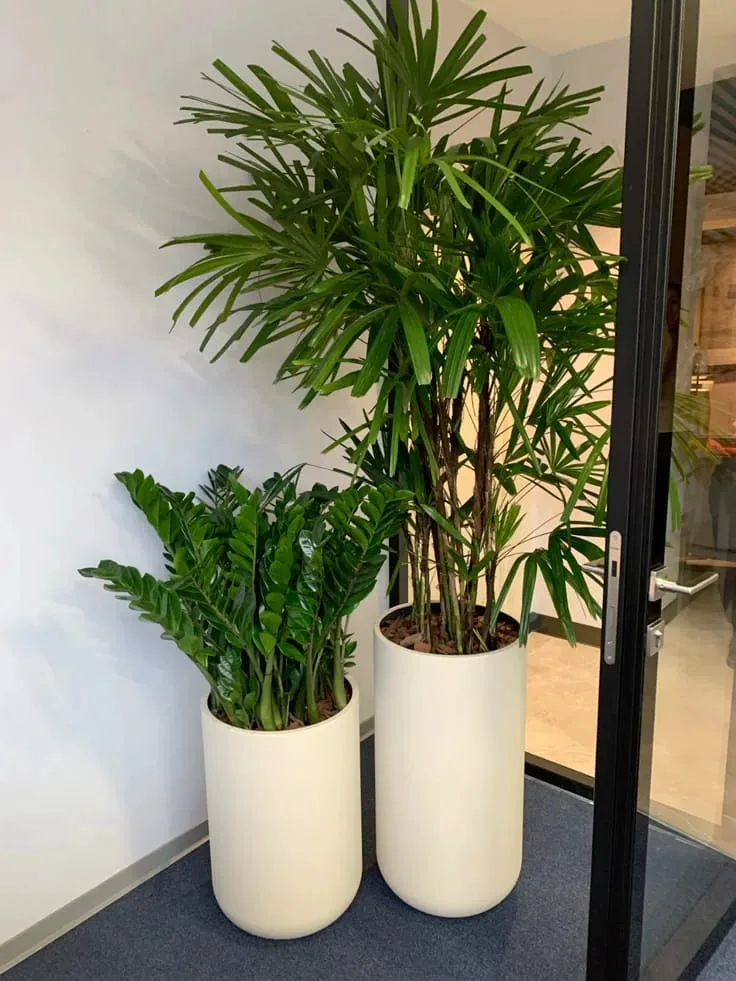 Palmier rhapis și zamioculcas în ghivece crem, la intrarea într-un birou