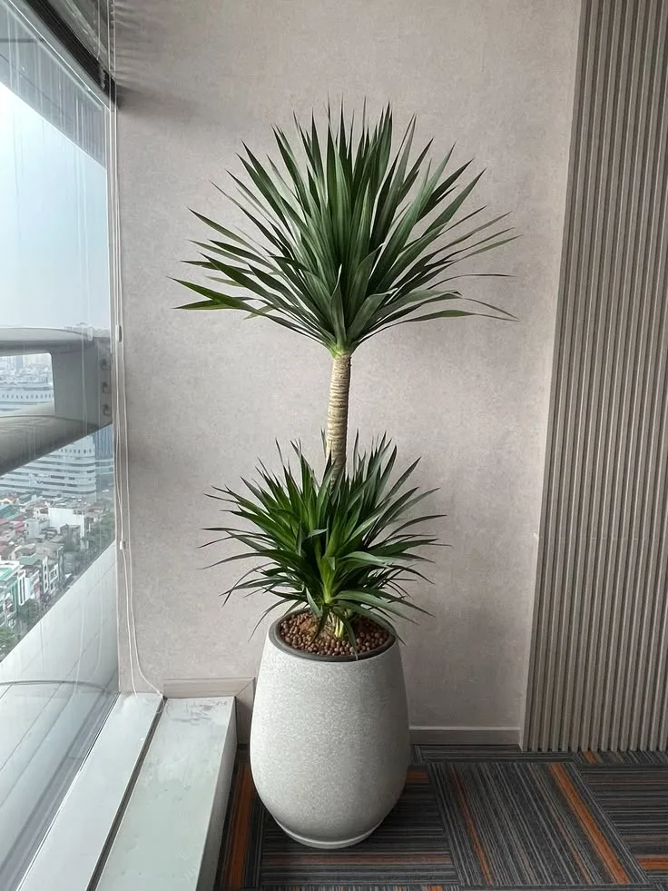 Yucca în ghiveci crem, într-un birou cu vedere panoramică
